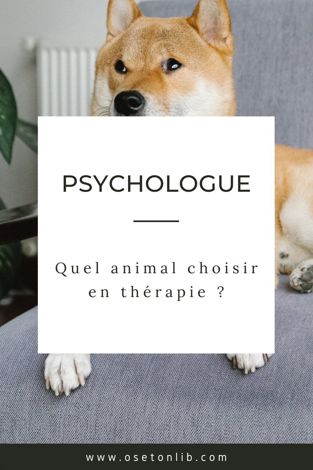 Quel animal en thérapie ?